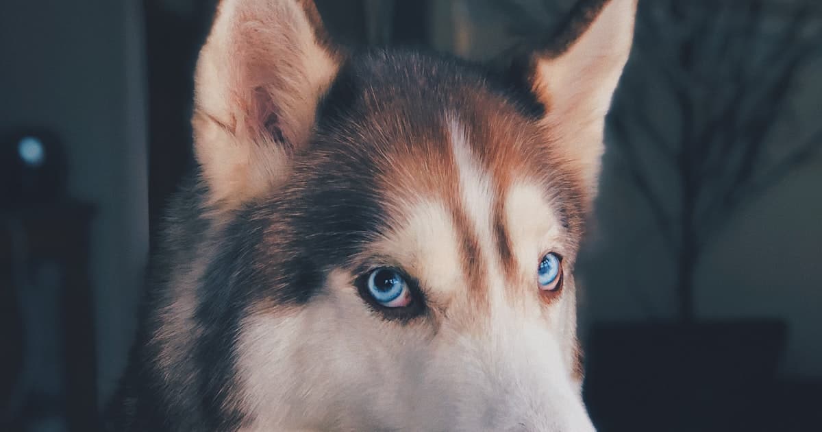 'Alpha Dog' Theory Is Dead. Science Killed It in 1999.