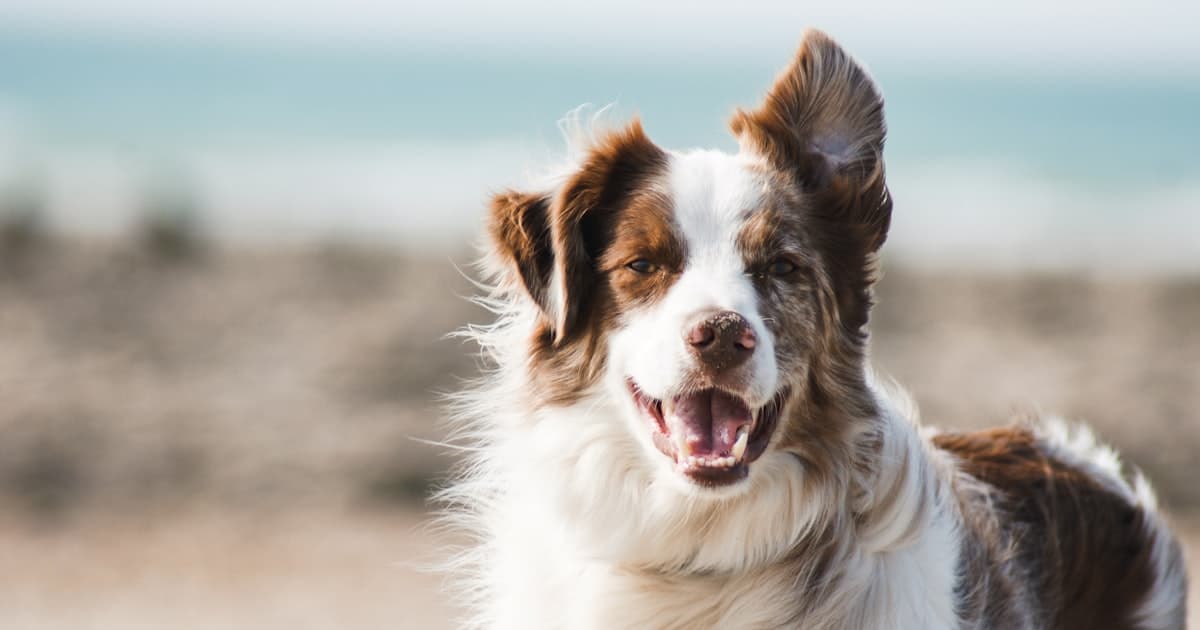 What Your Dog's Bark Is Really Telling You: A Science-Based Guide
